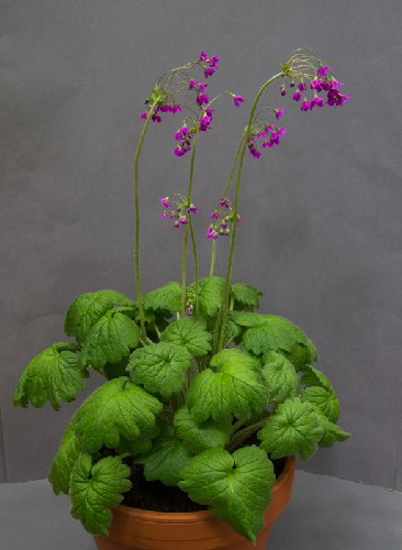 Cortusa matthioli